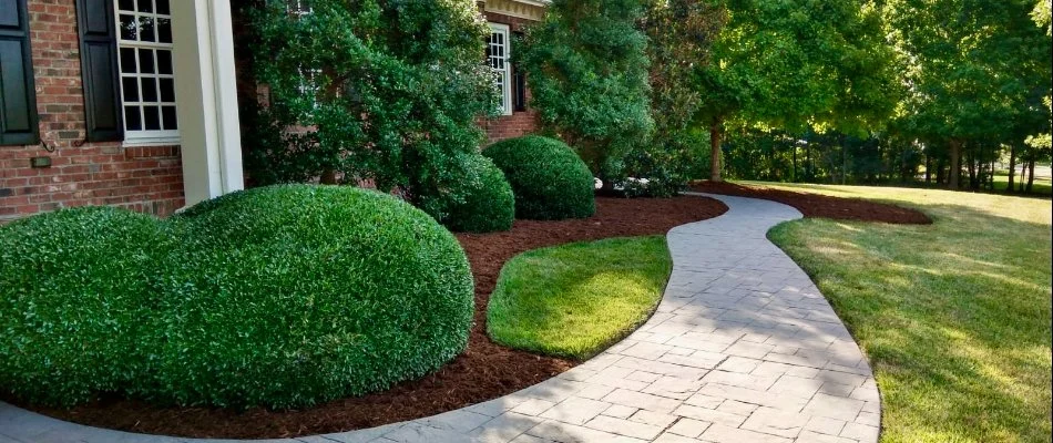 Trimmed plants and mulched landscape bed in Cary, NC.