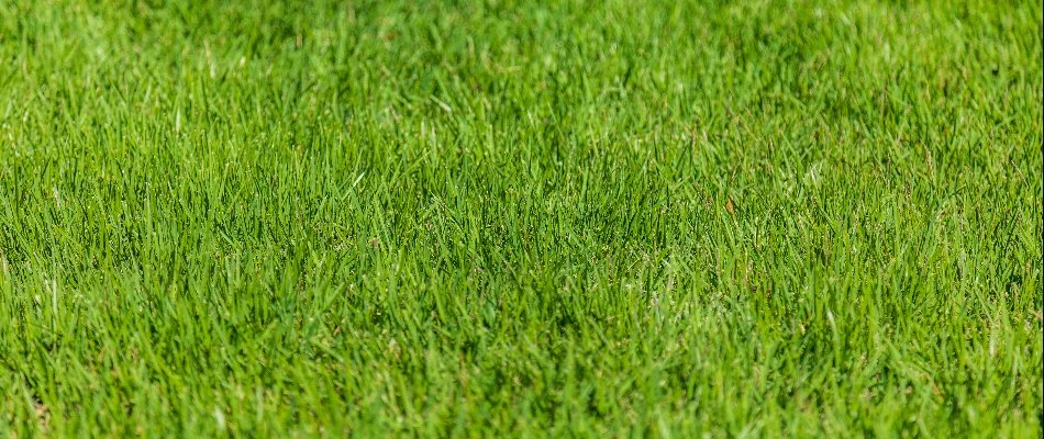 Vibrant, green grass on a lawn in Cary, NC.