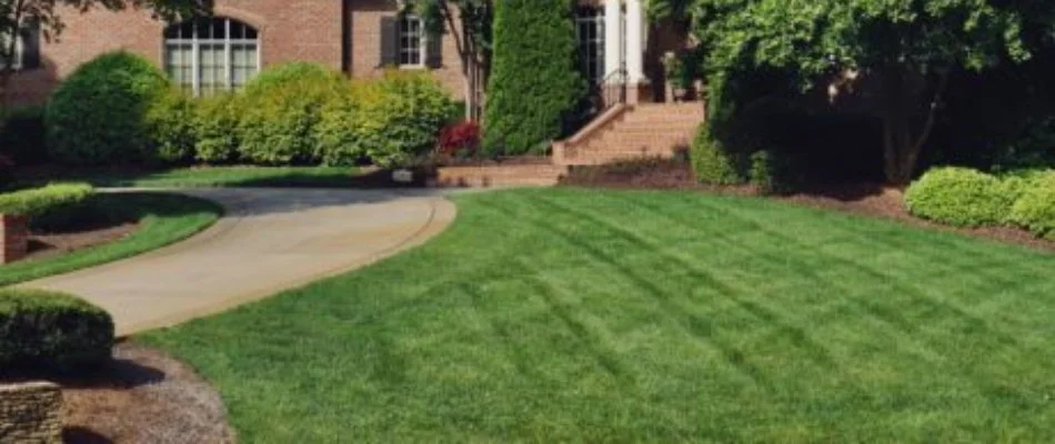 Well-manicured lawn with plants in Cary, NC.