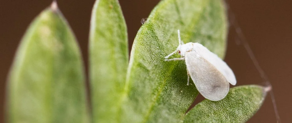 A whitefly on a green shrub leaf in Cary, NC.