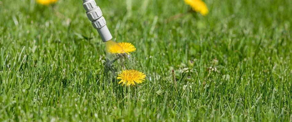 Yellow dandelions on a lawn in Cary, NC, being sprayed.