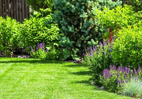 Maintained landscape bed with purple blooms.