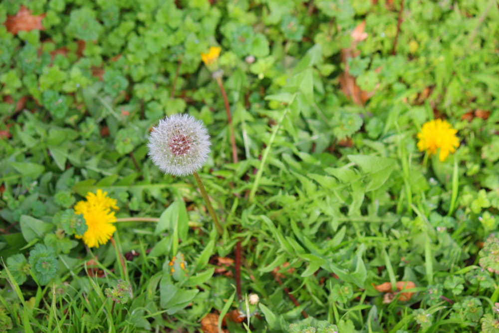 An unsightly weed on a lawn.